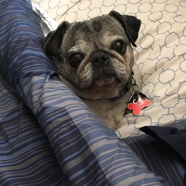 /Images/uploads/PUG NATION RESCUE OF LOS ANGELES/2019pugcalendar/entries/8418thumb.jpg